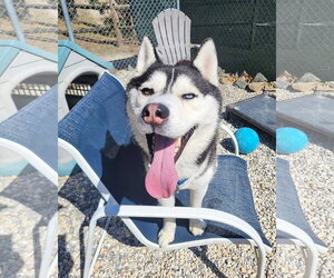 Siberian Husky Dogs for adoption in Manahawkin, NJ, USA
