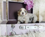 Small #19 Australian Shepherd