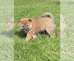 Small Photo #6 Shiba Inu Puppy For Sale in SNOHOMISH, WA, USA