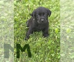 Small #13 Labrador Retriever