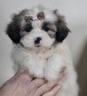 Puppy 8 Shih Tzu