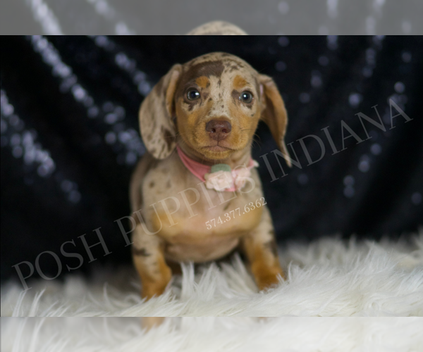 Medium Photo #125 Dachshund Puppy For Sale in WARSAW, IN, USA