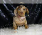 Small Photo #125 Dachshund Puppy For Sale in WARSAW, IN, USA
