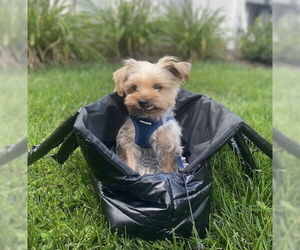 Mutt Dogs for adoption in Allentown,, PA, USA