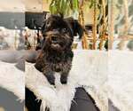 Small #4 Shih Tzu