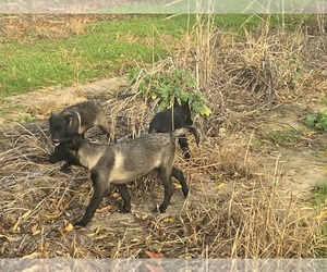 Belgian Malinois Puppy for sale in YUBA CITY, CA, USA