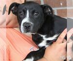 Small #3 Labrador Retriever Mix