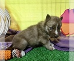 Small Photo #22 Siberian Husky Puppy For Sale in DEARBORN, MO, USA