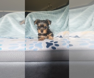 Yorkshire Terrier Litter for sale in BENSON, NC, USA
