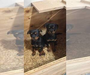 Rottweiler Puppy for Sale in WEST NYACK, New York USA