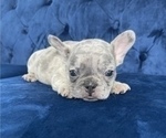 Small #15 French Bulldog