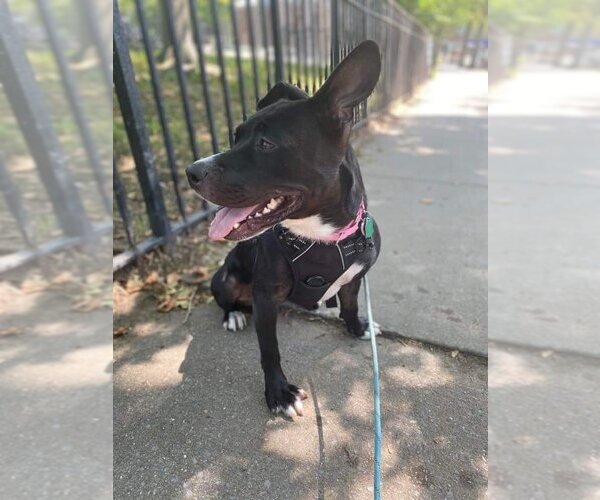 Medium Photo #4 American Pit Bull Terrier-Unknown Mix Puppy For Sale in New York, NY, USA