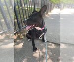 Small #3 American Pit Bull Terrier Mix