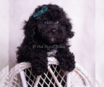 Puppy Lemonheart AKC Poodle (Toy)