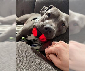Blue - Male Mutt Dog for Adoption - Photo #4