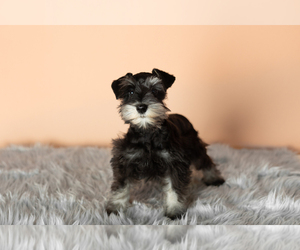 Schnauzer (Miniature) Puppy for sale in NAPPANEE, IN, USA