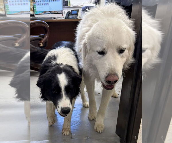 Medium Photo #4 Great Pyrenees Puppy For Sale in Missoula, MT, USA