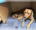 Small Photo #16 Labrador Retriever Puppy For Sale in BLUFF DALE, TX, USA