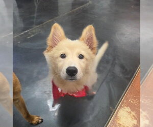 Golden Retriever-pomeranian spitz Mix Dogs for adoption in Agoura Hills, CA, USA
