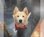 COCA - Male Golden Retriever-pomeranian spitz Mix Dog for Adoption - Small photo