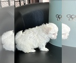 Small #3 Maltese