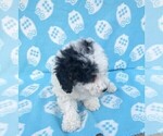 Small #3 Poodle (Miniature)