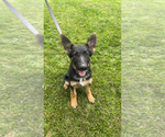 Puppy Lily German Shepherd Dog
