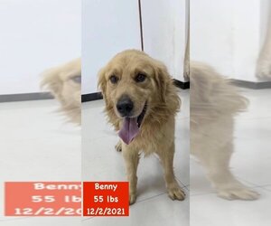 Golden Retriever Dogs for adoption in West Hollywood, CA, USA
