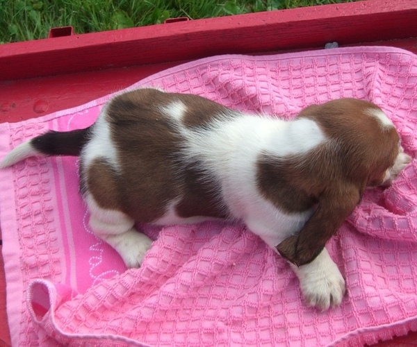 Medium Photo #11 Basset Hound Puppy For Sale in ORRVILLE, OH, USA