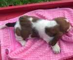Small Photo #11 Basset Hound Puppy For Sale in ORRVILLE, OH, USA