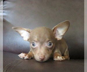 Chihuahua Puppy for sale in HAYES, VA, USA