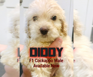 Cockapoo Puppy for sale in HUNTSVILLE, AL, USA