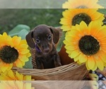 Puppy Bean Dachshund