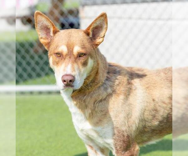 Medium Photo #3 German Shepherd Dog-Unknown Mix Puppy For Sale in Camarillo, CA, USA