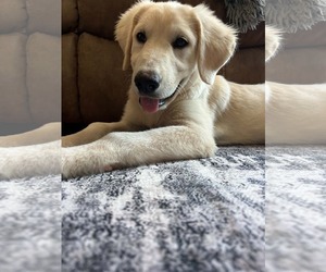 Nora - Female Great Pyrenees-Unknown Mix Dog for Adoption - Photo #2