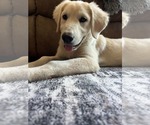 Small Photo #2 Great Pyrenees-Unknown Mix Puppy For Sale in Fenton, MO, USA