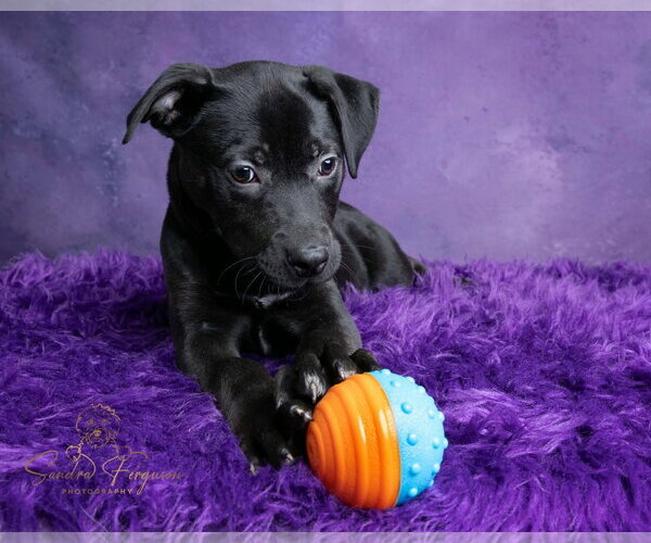 Medium Photo #3 Bulldog-Catahoula Leopard Dog Mix Puppy For Sale in Munford, TN, USA