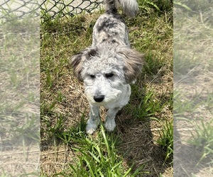 Bichpoo Puppy for sale in OAKLANDON, IN, USA