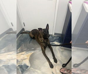 - Mix Dogs for adoption in Imlay City, MI, USA