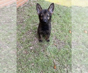 German Shepherd Dog Puppy for sale in DOTHAN, AL, USA