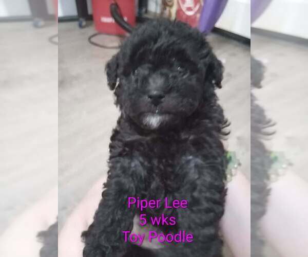 Medium Photo #1 Poodle (Toy) Puppy For Sale in CHADBOURN, NC, USA