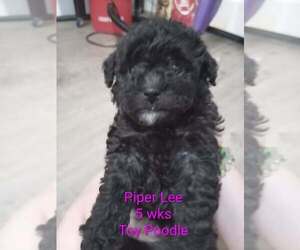 Poodle (Toy) Puppy for sale in CHADBOURN, NC, USA