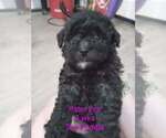 Small Poodle (Toy)
