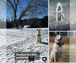 Small #4 German Shepherd Dog