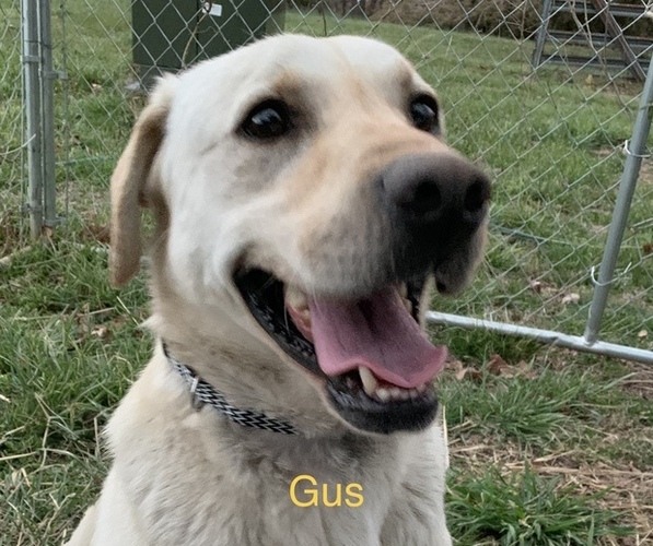 Medium Photo #1 Labrador Retriever Puppy For Sale in SPOTSYLVANIA, VA, USA