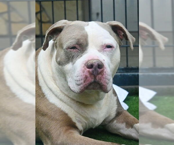 Medium Photo #1 Mutt Puppy For Sale in Sacramento, CA, USA