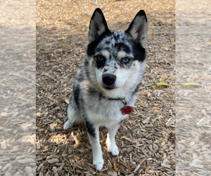Mother of the Pomsky-Shiba Inu Mix puppies born on 05/21/2025