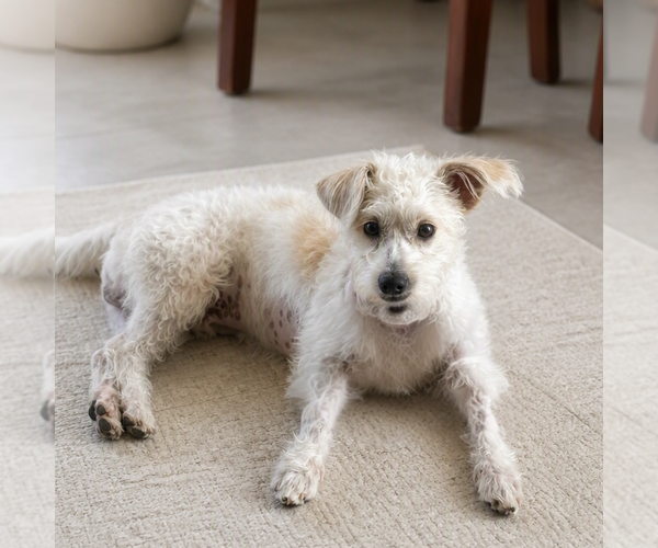 Medium Photo #2 Poodle (Toy) Puppy For Sale in Menifee, CA, USA