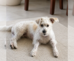 Small #1 Poodle (Toy)