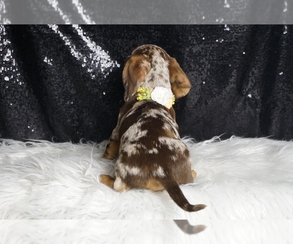 Medium Photo #6 Dachshund Puppy For Sale in WARSAW, IN, USA